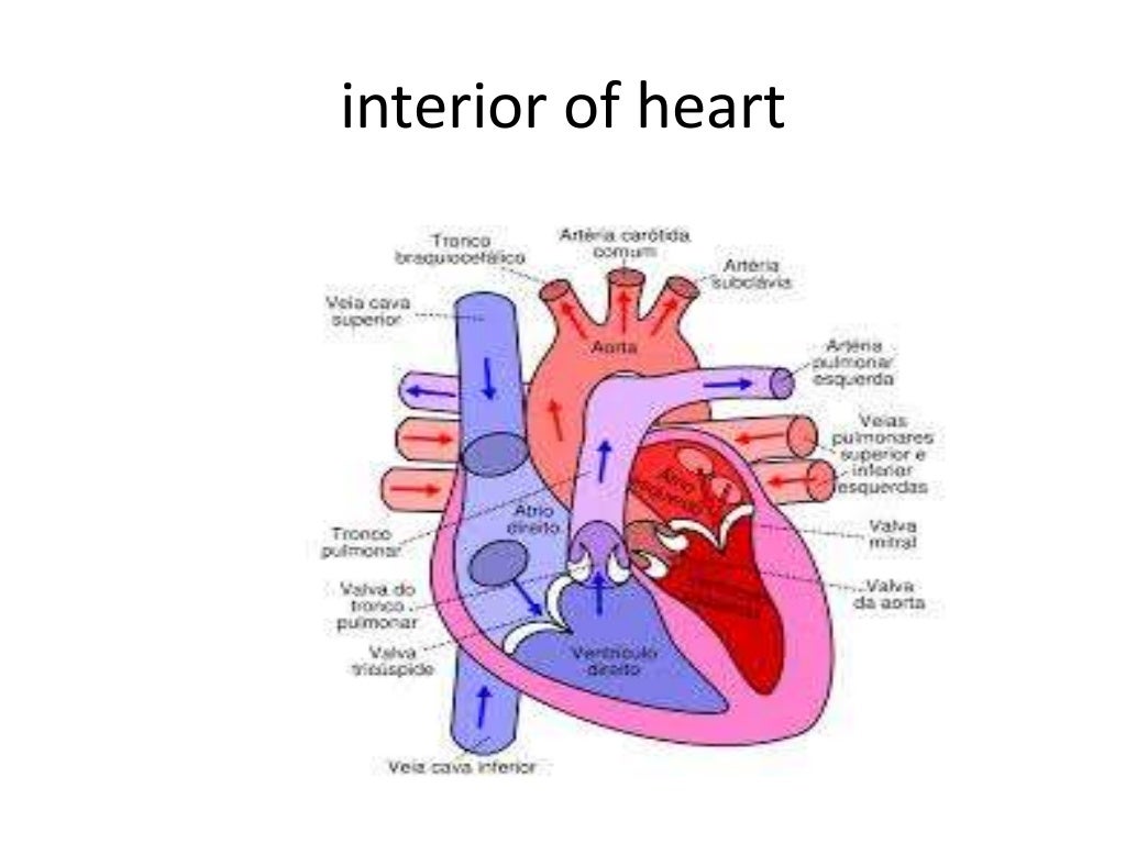 drawing of internal structure of heart