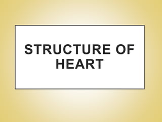 STRUCTURE OF
HEART
 
