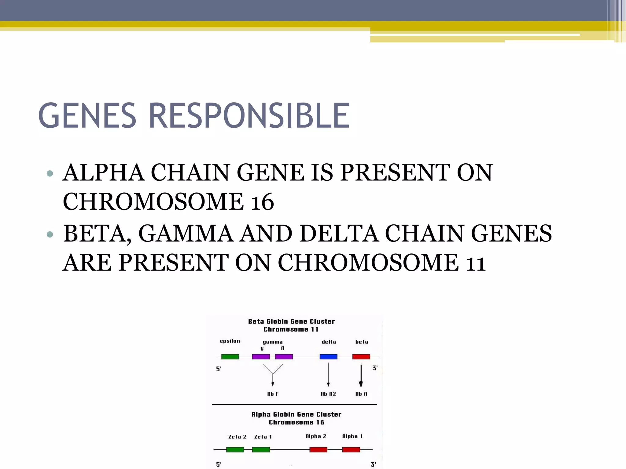 GENES RESPONSIBLE
• ALPHA CHAIN GENE IS PRESENT ON
CHROMOSOME 16
• BETA, GAMMA AND DELTA CHAIN GENES
ARE PRESENT ON CHROMOSOME 11
 