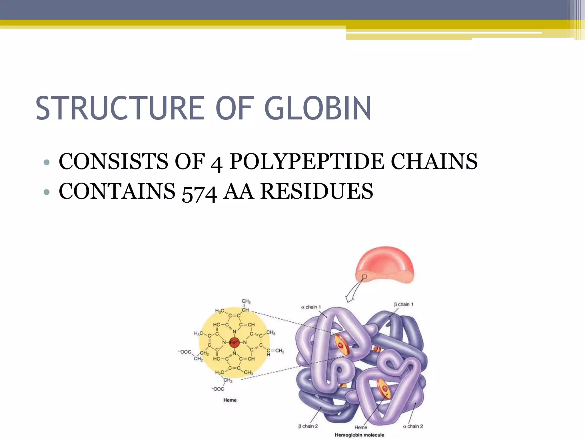 STRUCTURE OF GLOBIN
• CONSISTS OF 4 POLYPEPTIDE CHAINS
• CONTAINS 574 AA RESIDUES
 