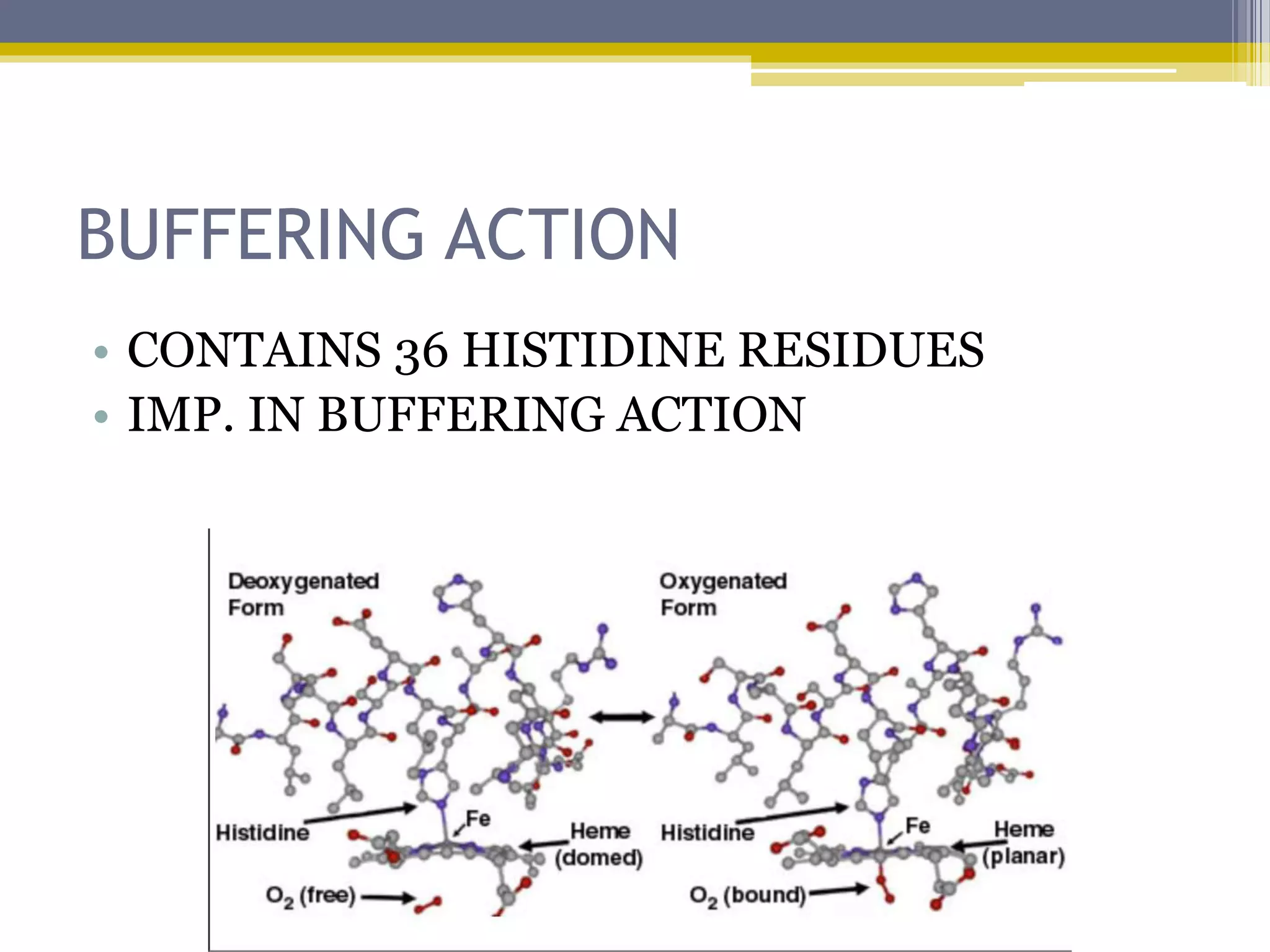 BUFFERING ACTION
• CONTAINS 36 HISTIDINE RESIDUES
• IMP. IN BUFFERING ACTION
 