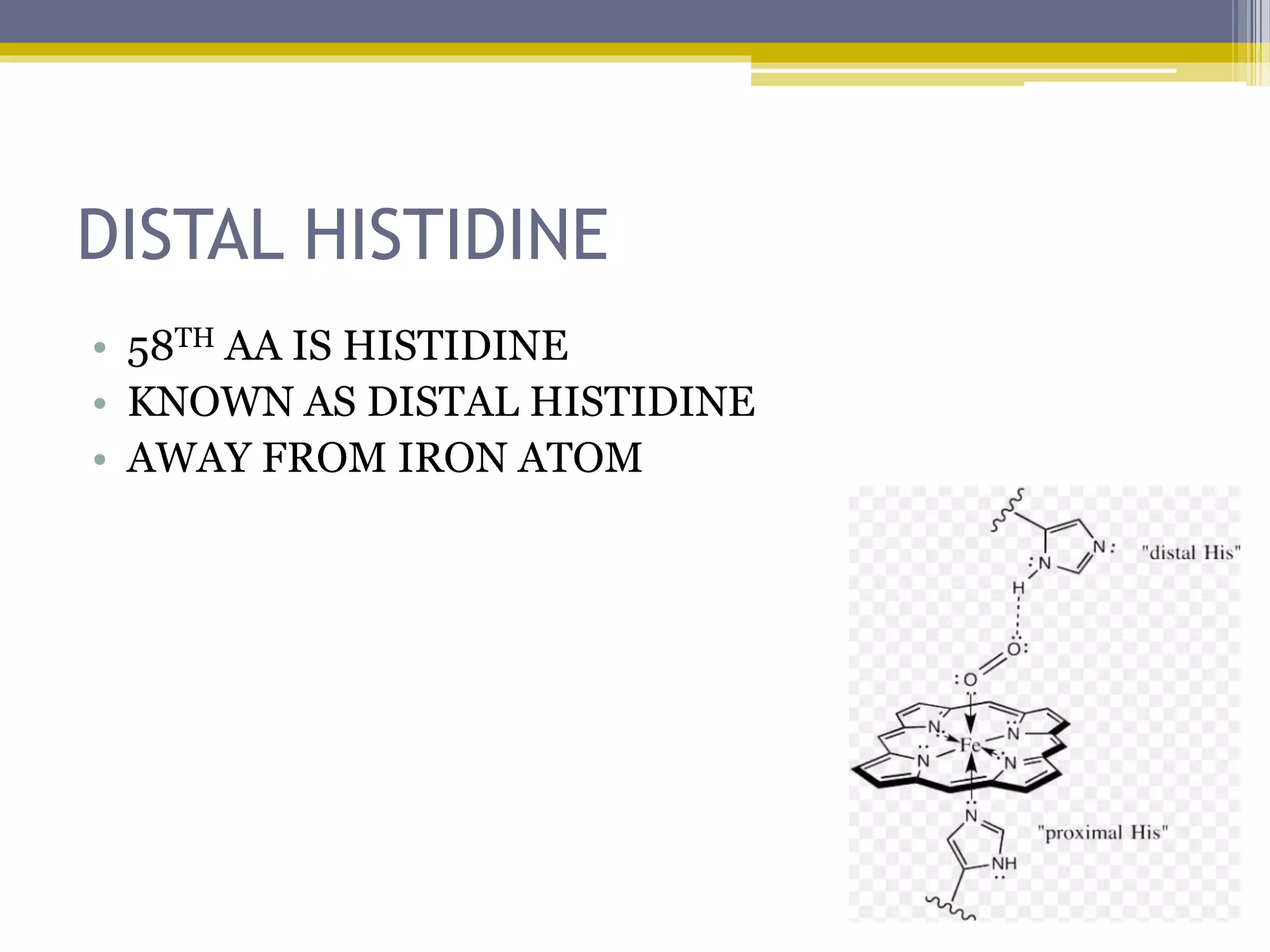 DISTAL HISTIDINE
• 58TH AA IS HISTIDINE
• KNOWN AS DISTAL HISTIDINE
• AWAY FROM IRON ATOM
 