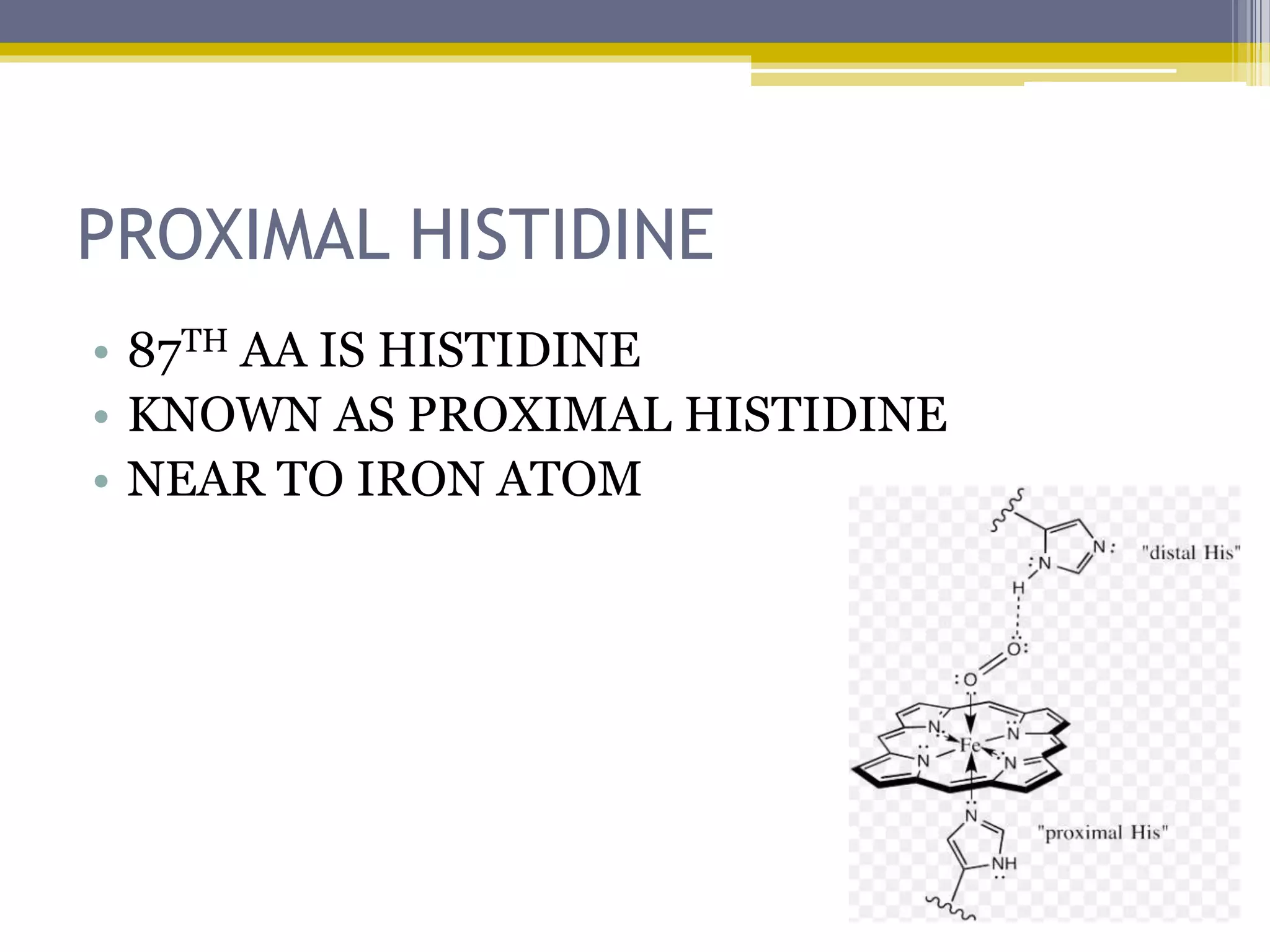 PROXIMAL HISTIDINE
• 87TH AA IS HISTIDINE
• KNOWN AS PROXIMAL HISTIDINE
• NEAR TO IRON ATOM
 