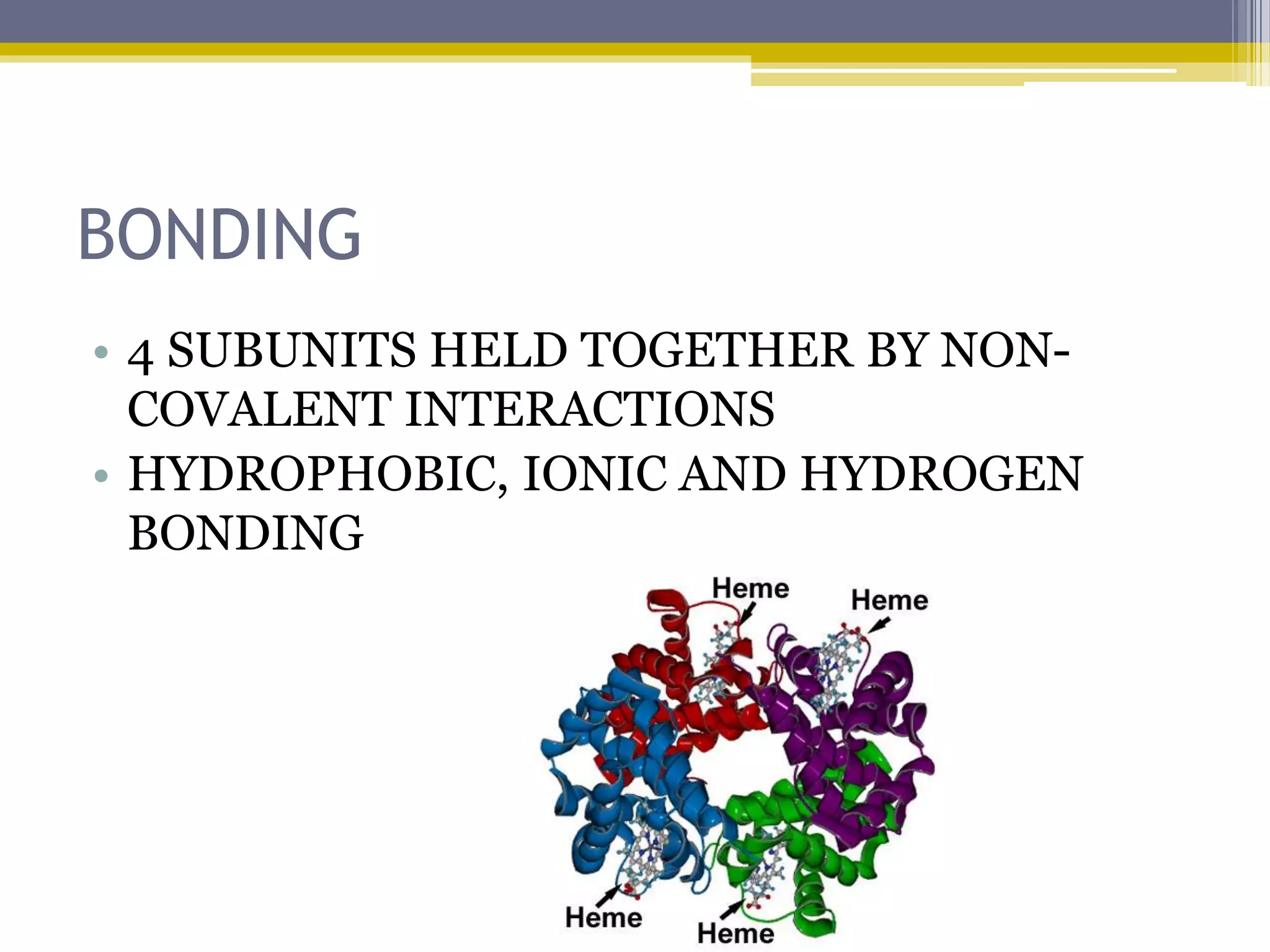 BONDING
• 4 SUBUNITS HELD TOGETHER BY NON-
COVALENT INTERACTIONS
• HYDROPHOBIC, IONIC AND HYDROGEN
BONDING
 