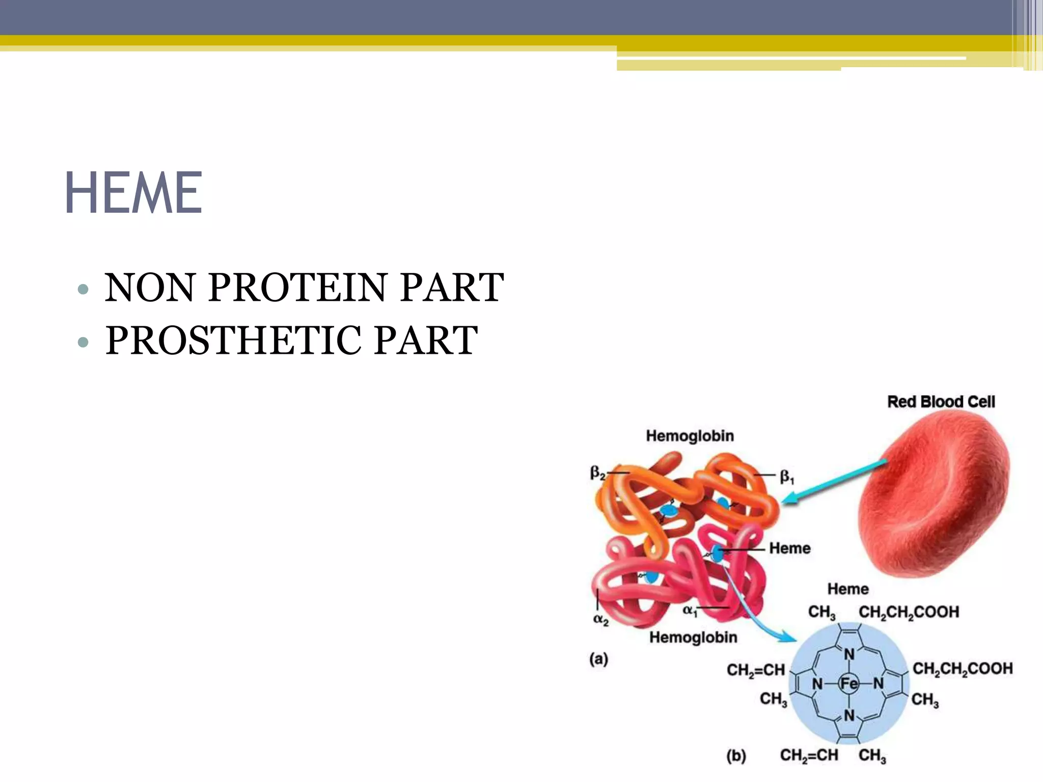 HEME
• NON PROTEIN PART
• PROSTHETIC PART
 