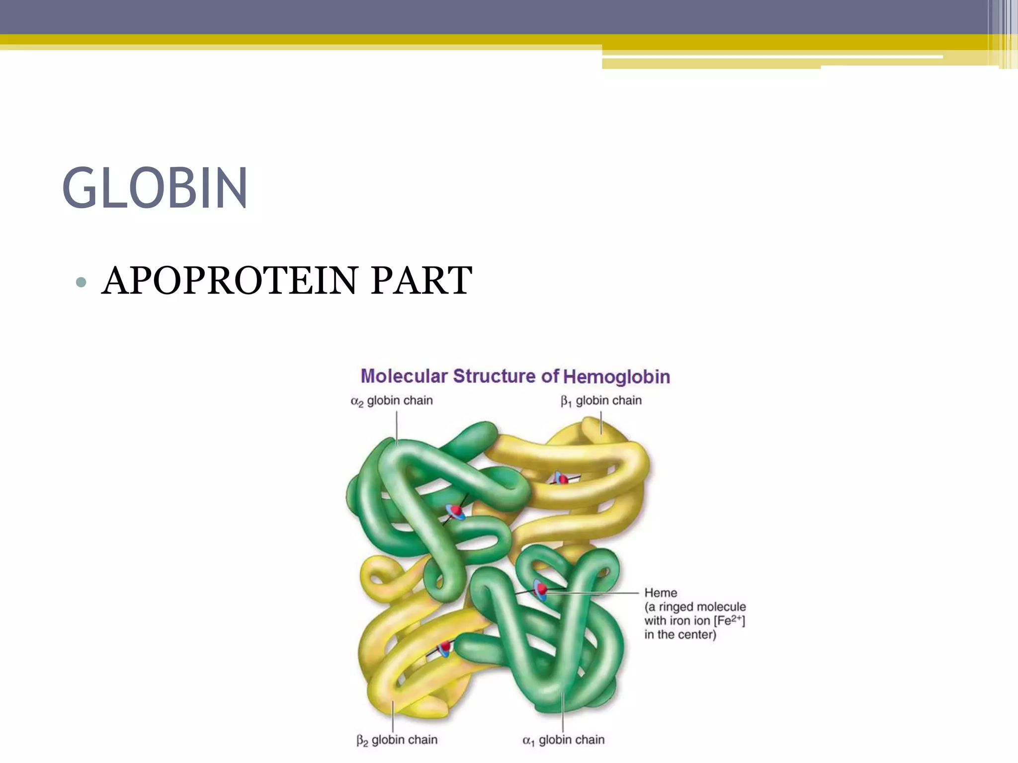 GLOBIN
• APOPROTEIN PART
 