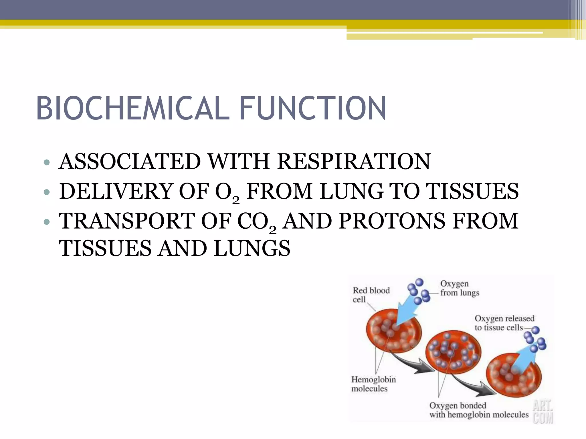 BIOCHEMICAL FUNCTION
• ASSOCIATED WITH RESPIRATION
• DELIVERY OF O2 FROM LUNG TO TISSUES
• TRANSPORT OF CO2 AND PROTONS FROM
TISSUES AND LUNGS
 