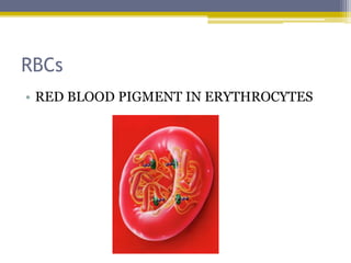 RBCs
• RED BLOOD PIGMENT IN ERYTHROCYTES
 