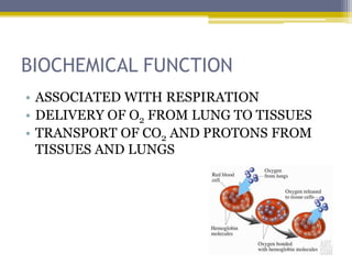 BIOCHEMICAL FUNCTION
• ASSOCIATED WITH RESPIRATION
• DELIVERY OF O2 FROM LUNG TO TISSUES
• TRANSPORT OF CO2 AND PROTONS FROM
TISSUES AND LUNGS
 