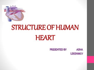 STRUCTUREOFHUMAN
HEART
PRESENTEDBY ASHA
LEKSHMI.V
 