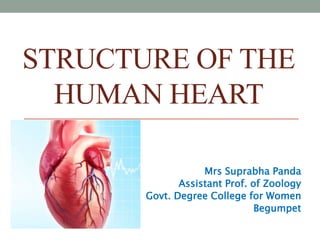 STRUCTURE OF THE
HUMAN HEART
Mrs Suprabha Panda
Assistant Prof. of Zoology
Govt. Degree College for Women
Begumpet
 