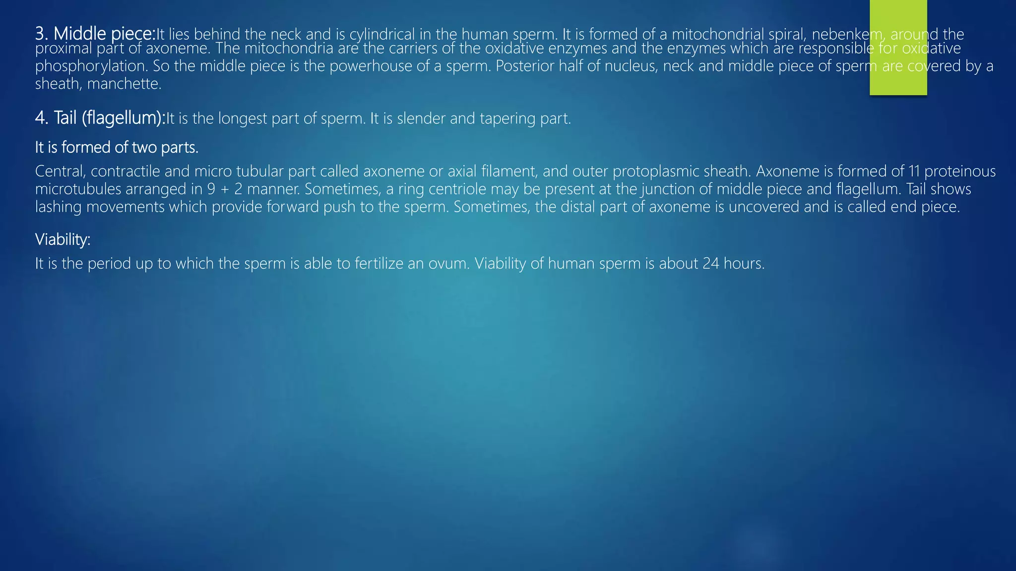 3. Middle piece:It lies behind the neck and is cylindrical in the human sperm. It is formed of a mitochondrial spiral, nebenkem, around the
proximal part of axoneme. The mitochondria are the carriers of the oxidative enzymes and the enzymes which are responsible for oxidative
phosphorylation. So the middle piece is the powerhouse of a sperm. Posterior half of nucleus, neck and middle piece of sperm are covered by a
sheath, manchette.
4. Tail (flagellum):It is the longest part of sperm. It is slender and tapering part.
It is formed of two parts.
Central, contractile and micro tubular part called axoneme or axial filament, and outer protoplasmic sheath. Axoneme is formed of 11 proteinous
microtubules arranged in 9 + 2 manner. Sometimes, a ring centriole may be present at the junction of middle piece and flagellum. Tail shows
lashing movements which provide forward push to the sperm. Sometimes, the distal part of axoneme is uncovered and is called end piece.
Viability:
It is the period up to which the sperm is able to fertilize an ovum. Viability of human sperm is about 24 hours.
 