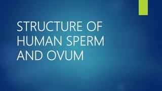 STRUCTURE OF
HUMAN SPERM
AND OVUM
 