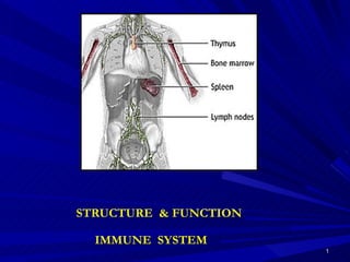 STRUCTURE  & FUNCTION IMMUNE  SYSTEM  