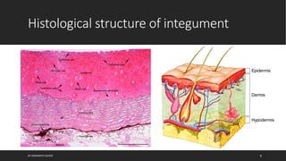 Integument Types Structure of integument | PPTX