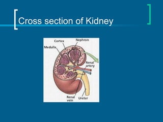 Cross section of Kidney