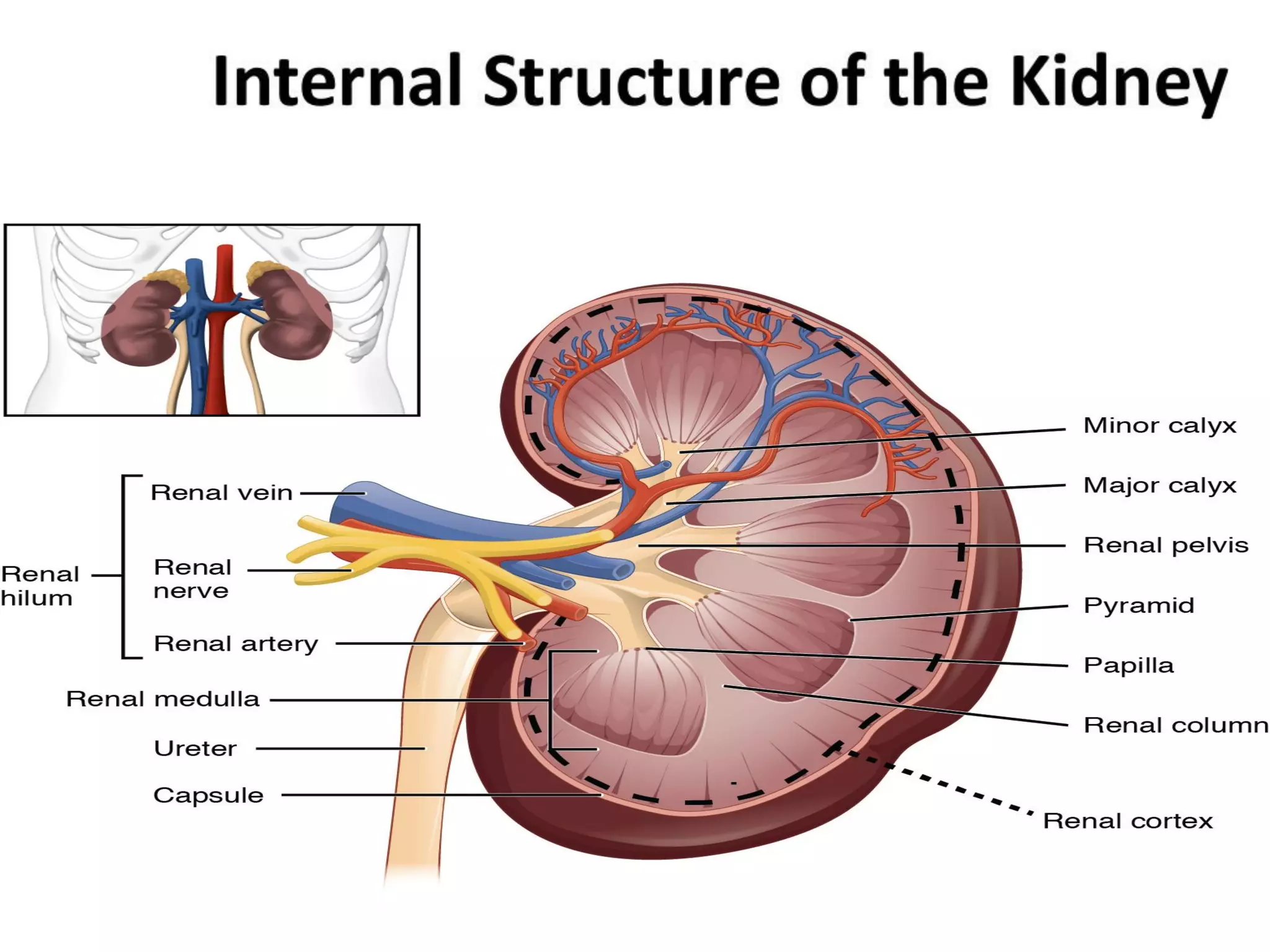 structure of kidney.pdf
