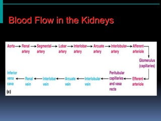 Blood Flow in the Kidneys
 
