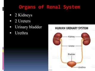 Organs of Renal System
▪ 2 Kidneys
▪ 2 Ureters
▪ Urinary bladder
▪ Urethra
 