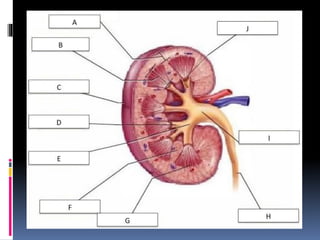 structure of kidney.pdf