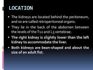 LOCATION
▪ The kidneys are located behind the peritoneum,
and so are called retroperitoneal organs.
▪ They lie in the back of the abdomen between
the levels of theT12 and L3 vertebrae.
▪ The right kidney is slightly lower than the left
kidney to accommodate the liver.
▪ Both kidneys are bean-shaped and about the
size of an adult fist.
 
