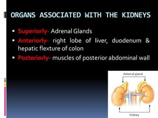 ORGANS ASSOCIATED WITH THE KIDNEYS
▪ Superiorly- Adrenal Glands
▪ Anteriorly- right lobe of liver, duodenum &
hepatic flexture of colon
▪ Posteriorly- muscles of posterior abdominal wall
 