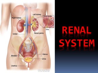 RENAL
SYSTEM
 