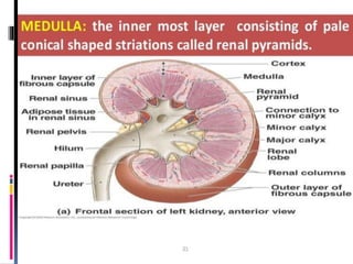 structure of kidney.pdf