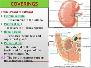structure of kidney.pdf