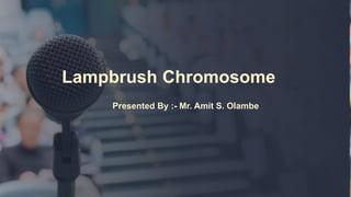 Lampbrush Chromosome
Presented By :- Mr. Amit S. Olambe
 