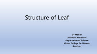 Structure of Leaf
Dr Mehak
Assistant Professor
Department of Science
Khalsa College for Women
Amritsar
 