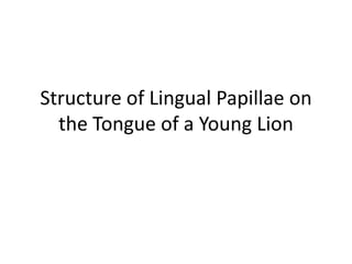 Structure of Lingual Papillae on
  the Tongue of a Young Lion
 