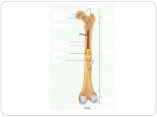 Structure of long bone