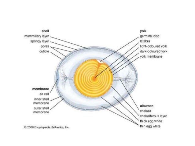 Structure of mature ovum
