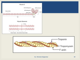 Meat Muscle Moving STRUCTURE OF MEAT MUSCLE AND ASSOCIATED TISSUES.pptx