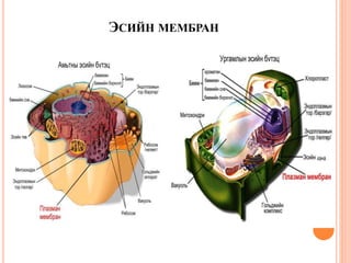 Structure of membrane | PPT