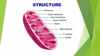 Topic: Structure of Mitochondria- zoology | PDF