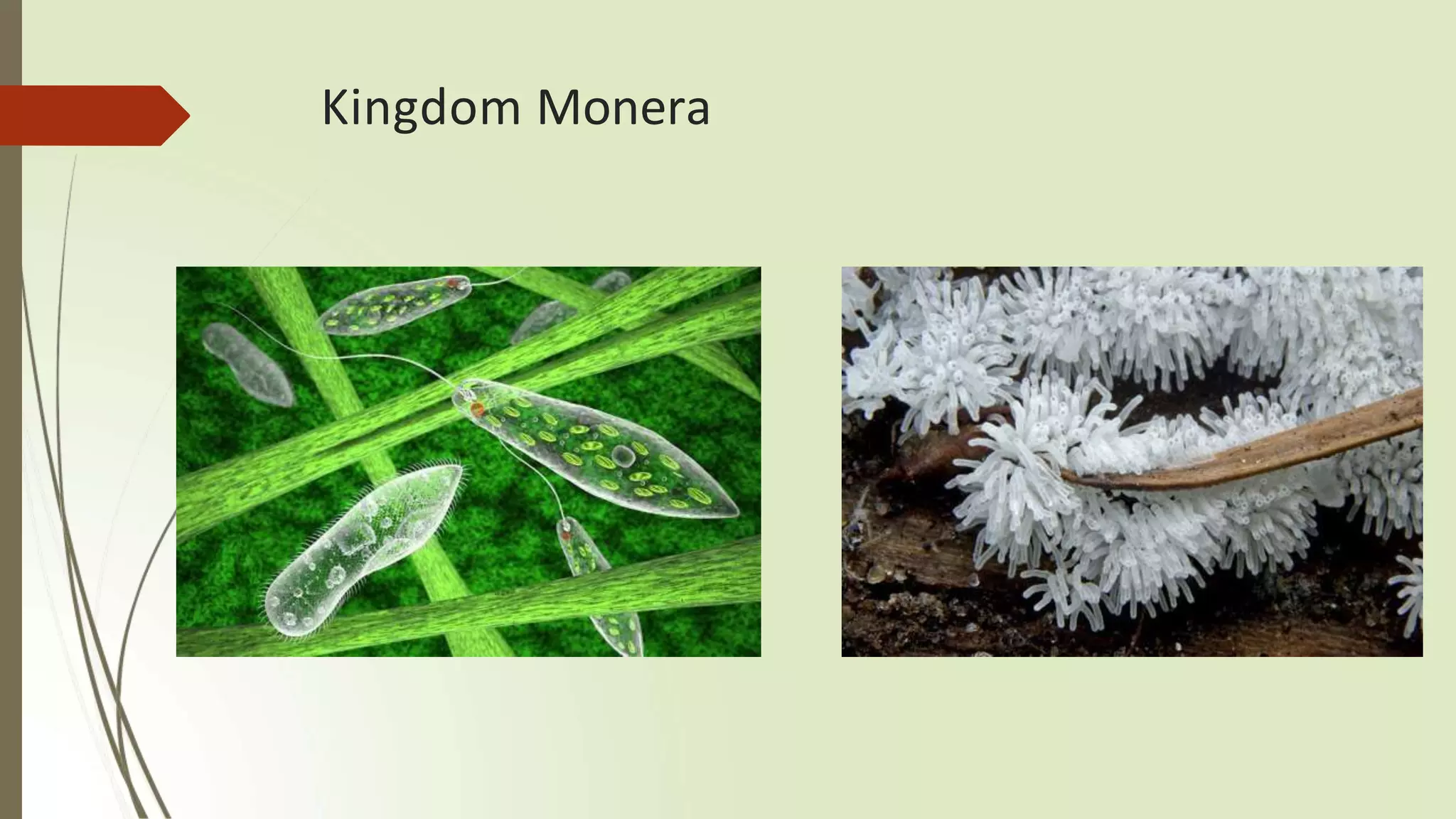 structure of mo.pptx