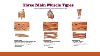 STRUCTURE OF MUSCLE.pptx