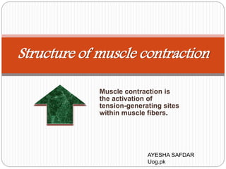 Muscle contraction is
the activation of
tension-generating sites
within muscle fibers.
Structure of muscle contraction
AYESHA SAFDAR
Uog.pk
 