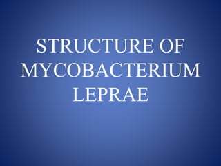 STRUCTURE OF
MYCOBACTERIUM
LEPRAE
 