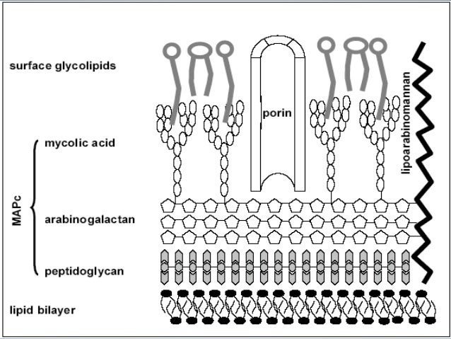 Structure of mycobacterium leprae