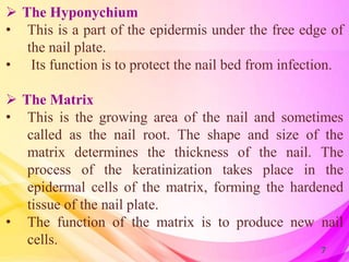  The Hyponychium
• This is a part of the epidermis under the free edge of
the nail plate.
• Its function is to protect th...
