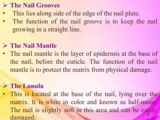 structureofnailanddiseases-180711171533.pptx