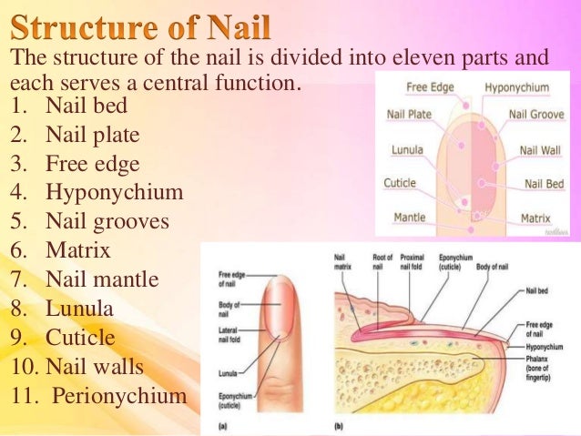 Structure of nail and diseases