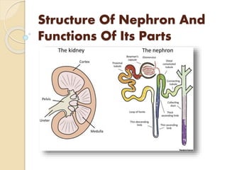 Structure Of Nephron And
Functions Of Its Parts
 