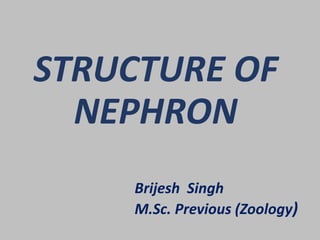 STRUCTURE OF
NEPHRON
Brijesh Singh
M.Sc. Previous (Zoology)
 