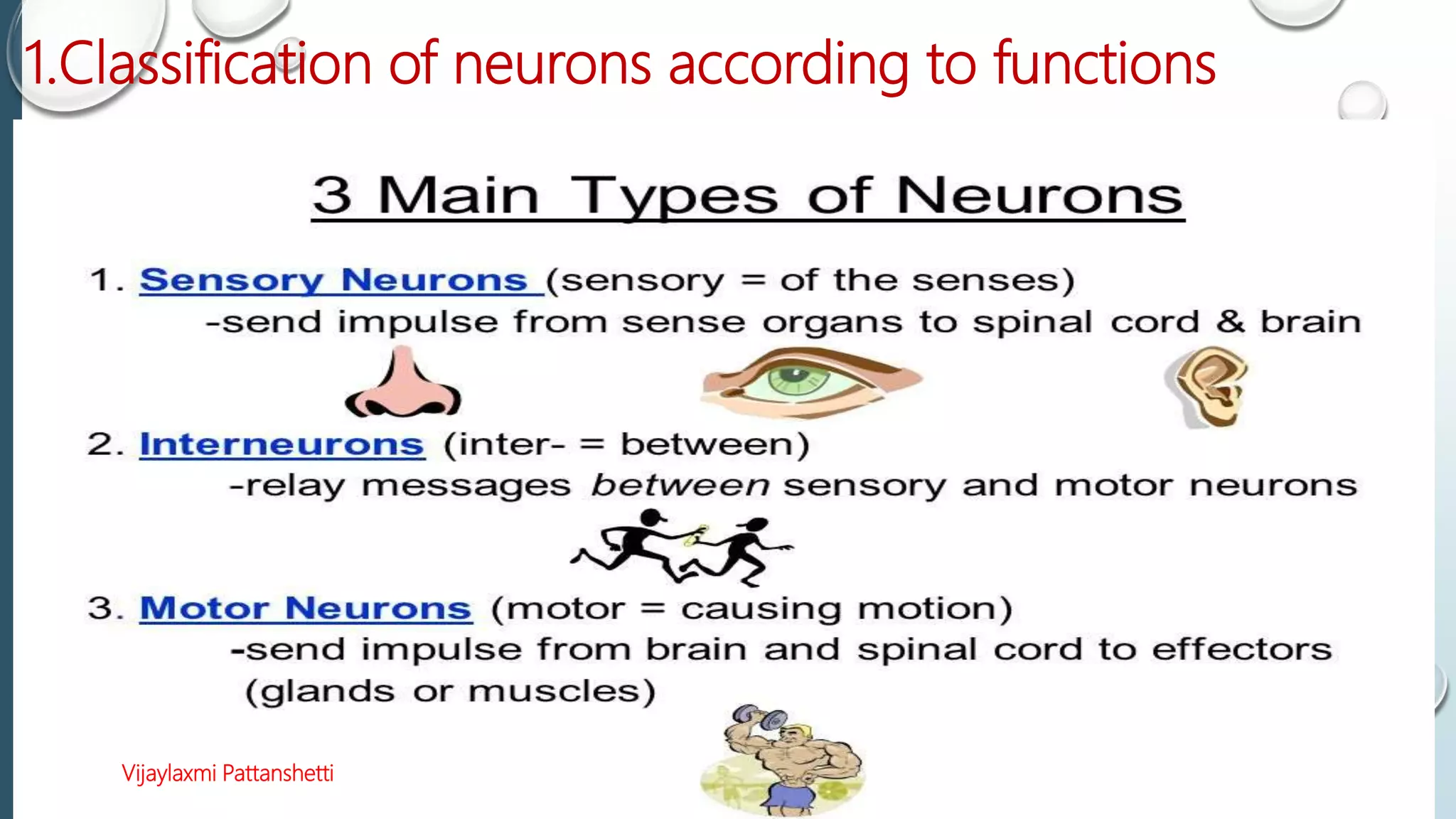 1.Classification of neurons according to functions
Vijaylaxmi Pattanshetti
 