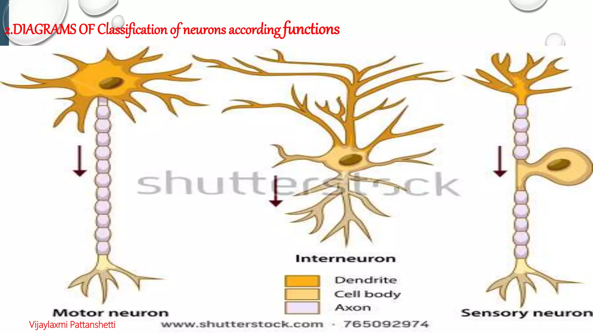 2.DIAGRAMS OF Classificationof neurons according functions
Vijaylaxmi Pattanshetti
 