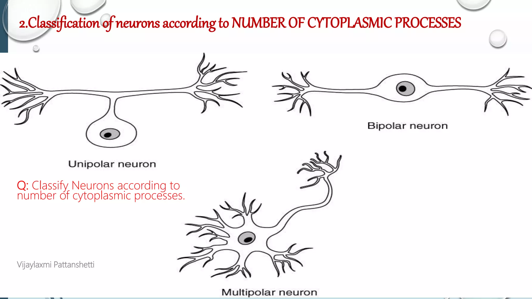2.Classification of neurons accordingto NUMBEROF CYTOPLASMIC PROCESSES
Q: Classify Neurons according to
number of cytoplasmic processes.
Vijaylaxmi Pattanshetti
 